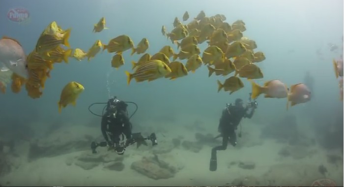 Cabo Pulmo - The Underwater Paradise