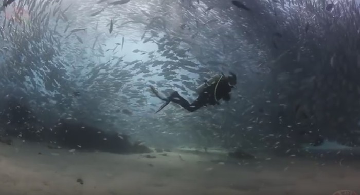 Cabo Pulmo - The Underwater Paradise