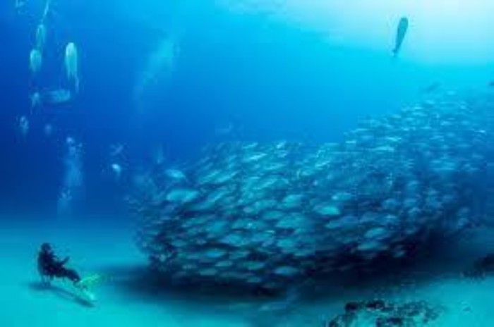 Cabo Pulmo - The Underwater Paradise