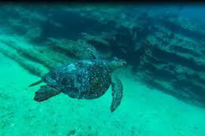 Cabo Pulmo - The Underwater Paradise